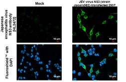 Anti-Japanese encephalitis virus NS3 antibody [HL2472] used in Immunocytochemistry/ Immunofluorescence (ICC/IF). GTX638821